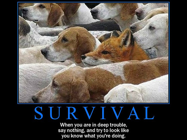 When You Are In Deep Trouble Funny Dogs Inspirational Image