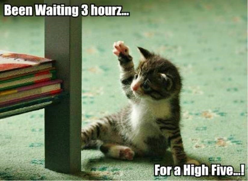 Been Waiting 3Hours For A High Five Funny Cat Image