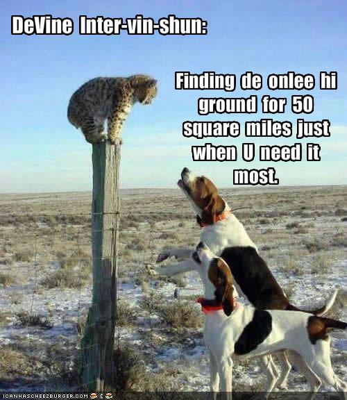 Cat Sitting On High Talking To Dogs Funny Picture