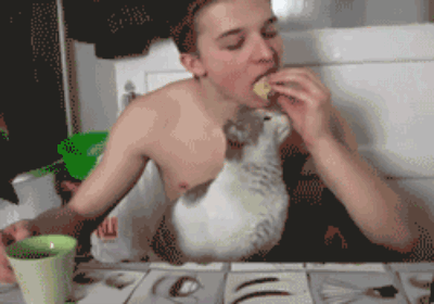 Cat Snatching Food To Boy Funny NOM NOM NOM Gif