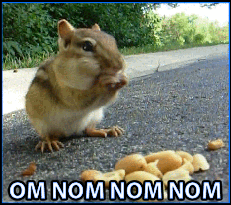 Chipmunk-Funny-NOM-NOM-NOM-Gif-Image.gif