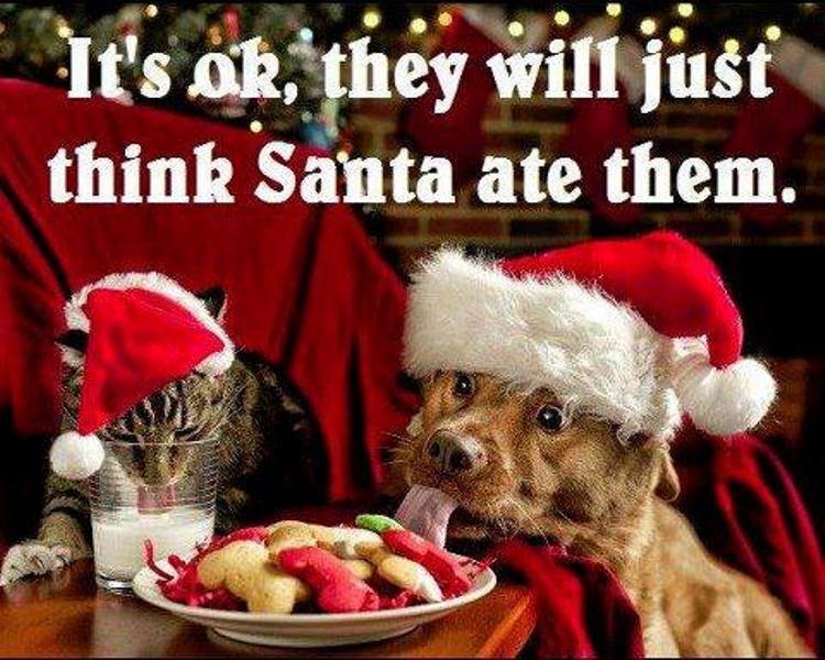 Dog And Cat Wearing Santa Clause Hat Funny Picture