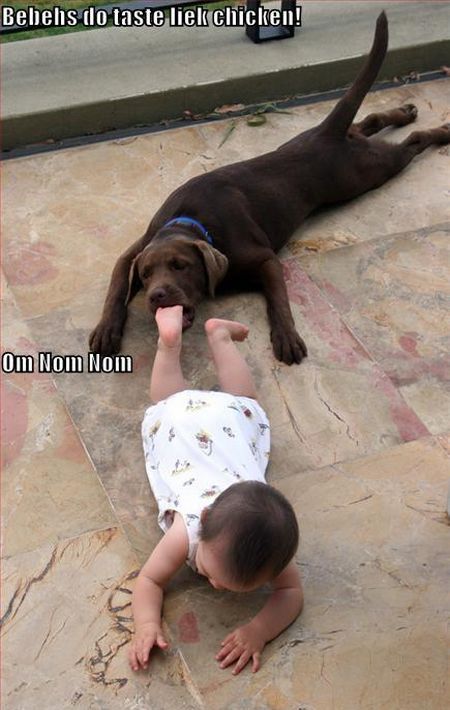 Dog Eating Baby Funny NOM NOM NOM Image