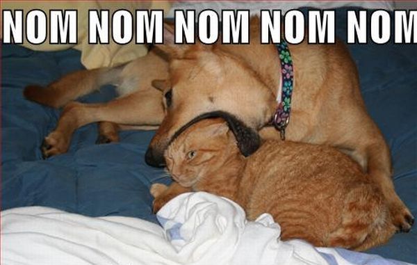 Dog Eating Cat Funny NOM NOM NOM Image