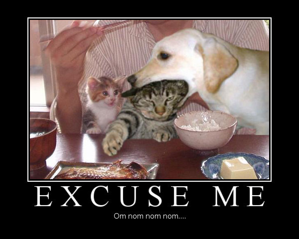 Dog Eating Cat Funny NOM NOM NOM Picture For Whatsapp