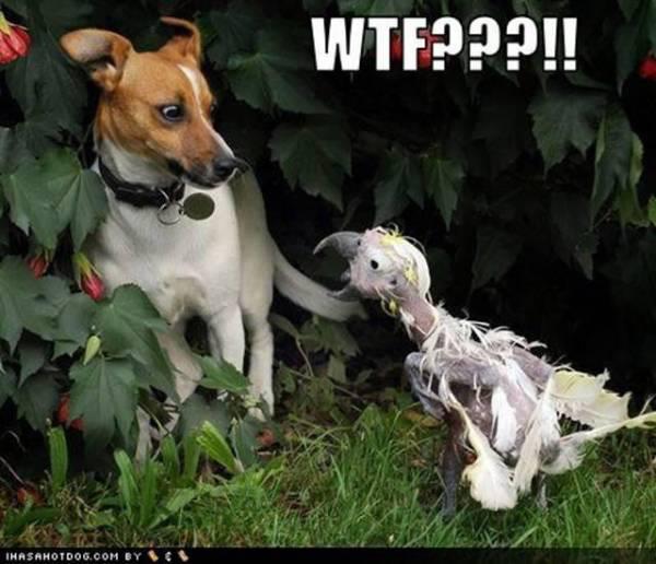 Dog Vs Bird Funny Wtf Image