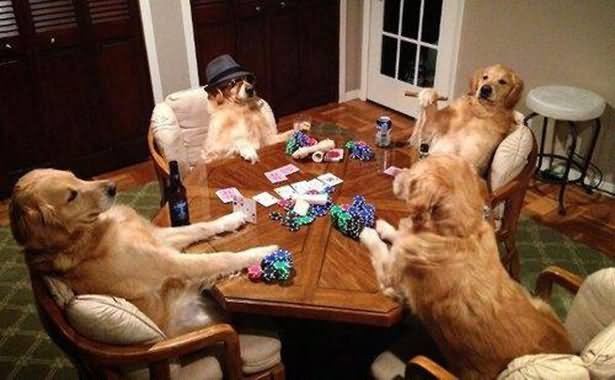 Dogs Playing Card Funny Wtf Image For Whatsapp