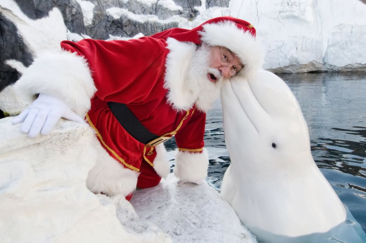 Dolphin Kissing Santa Funny Image