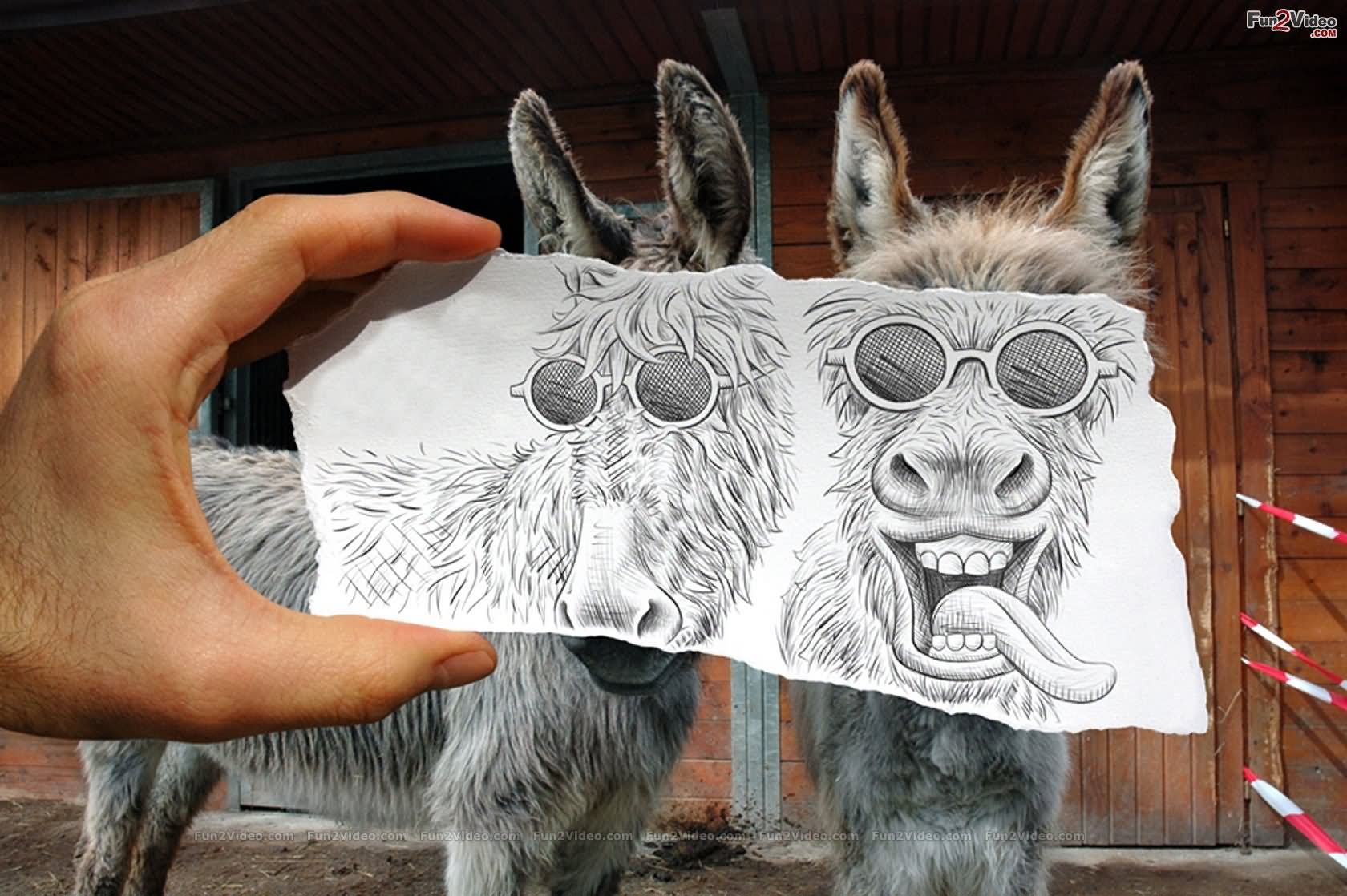 Donkeys Smiley Face Funny Drawing Image