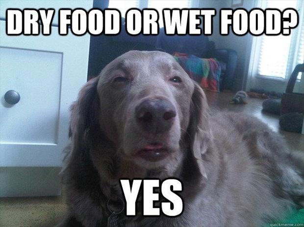Dry Food Or Wet Food Funny High Image