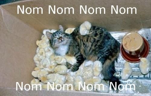 Funny Cat NOM NOM NOM Picture