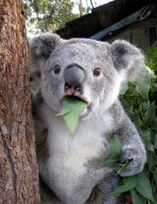 Funny Koala Eating Leaves NOM NOM NOM Image
