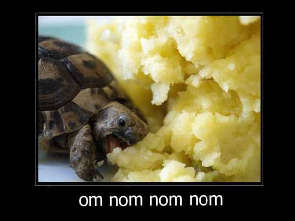 Funny NOM NOM NOM Turtle Image