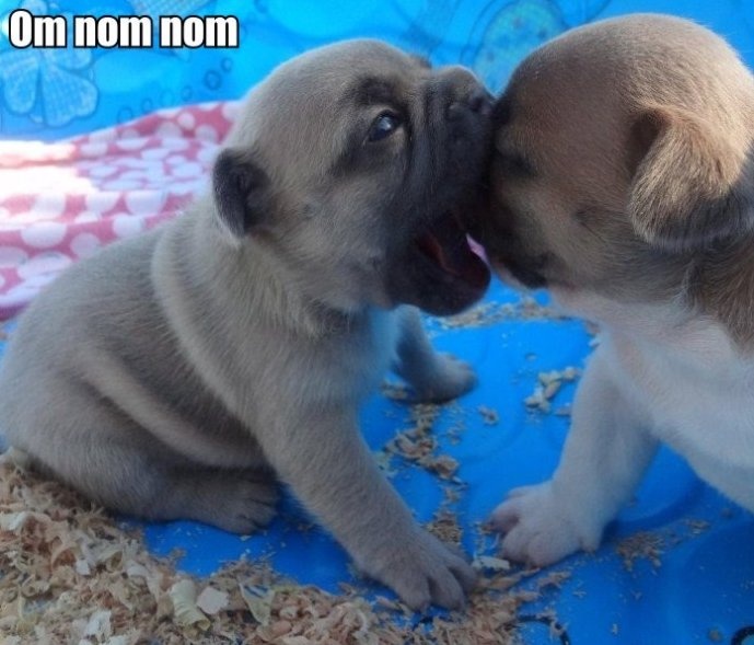 Funny Puppies NOM NOM NOM Image
