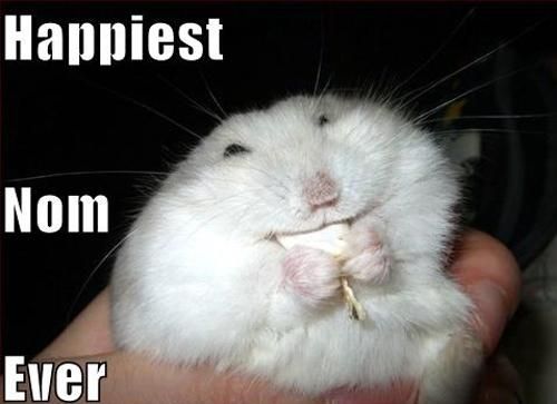 Funny Rat Happiest Nom Ever Picture