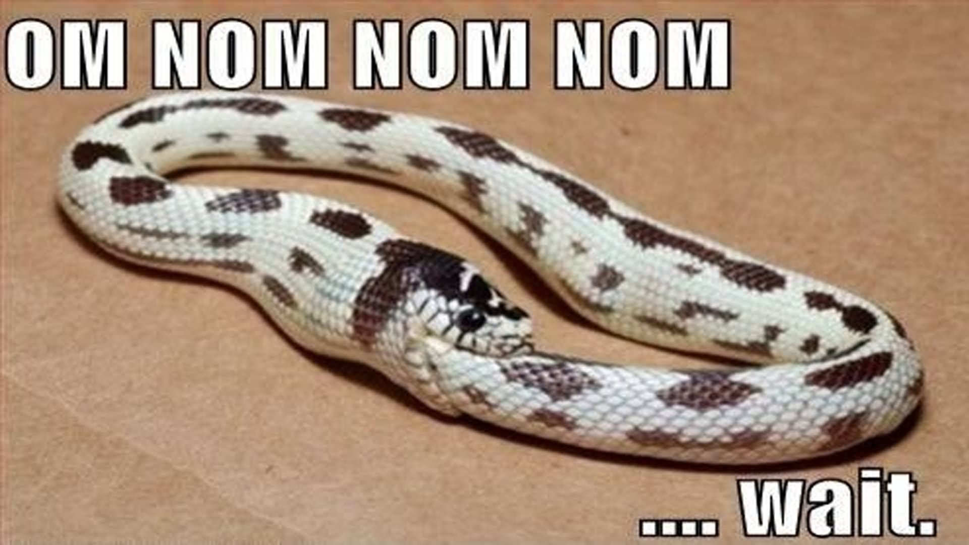 Funny Snake Eating Own Tail NOM NOM NOM Picture For Facebook