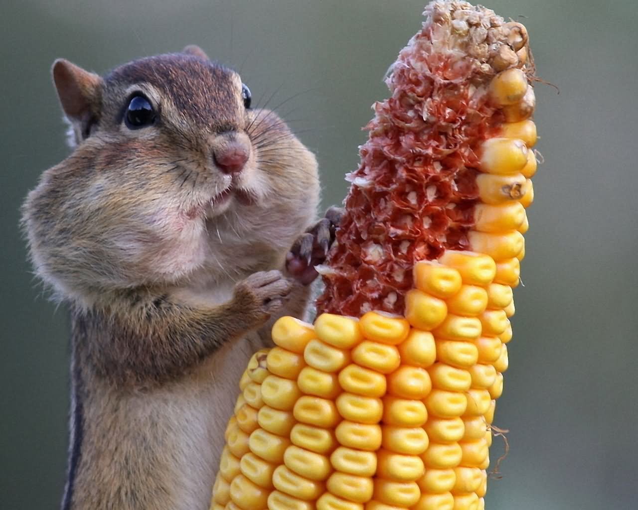 Funny Squirrel Eating Corn NOM NOM NOM Image