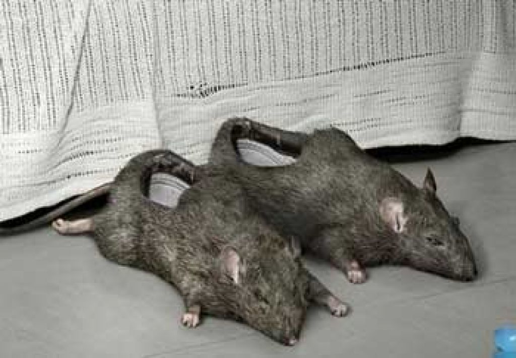 Funny Wtf Rat Shoes Picture