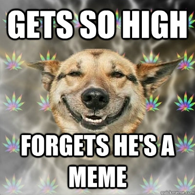 Gets So High Forgets He's A Meme Funny Dog