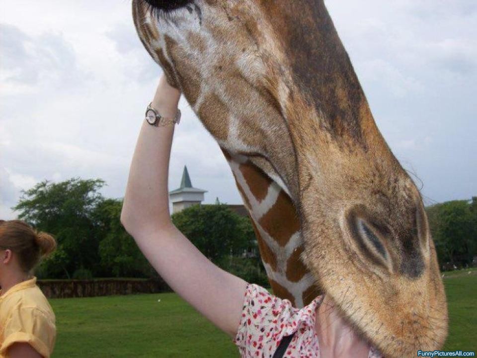 Giraffe Eating Girl Funny NOM NOM NOM Picture