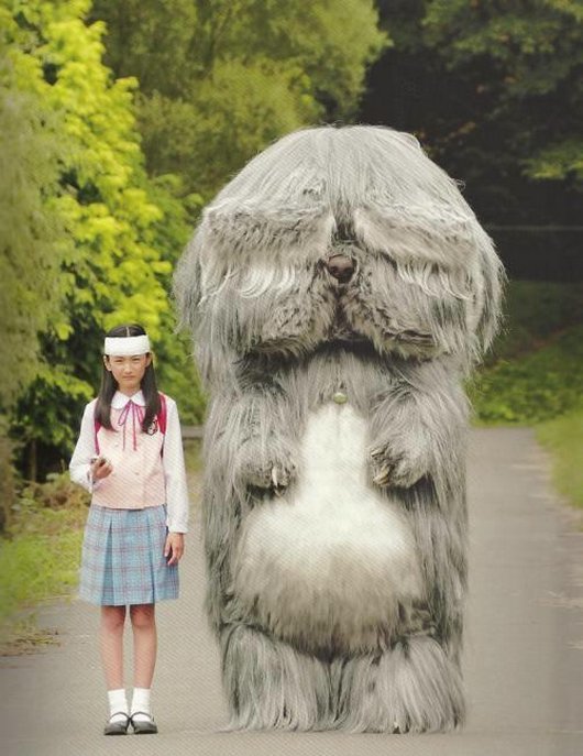 Girl With Long Hairy Giant Dog Funny Wtf Image