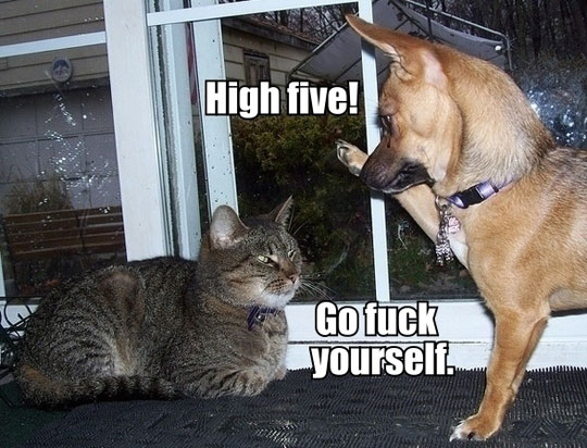 High Five Go Fuck Yourself Funny Dog And Cat Image