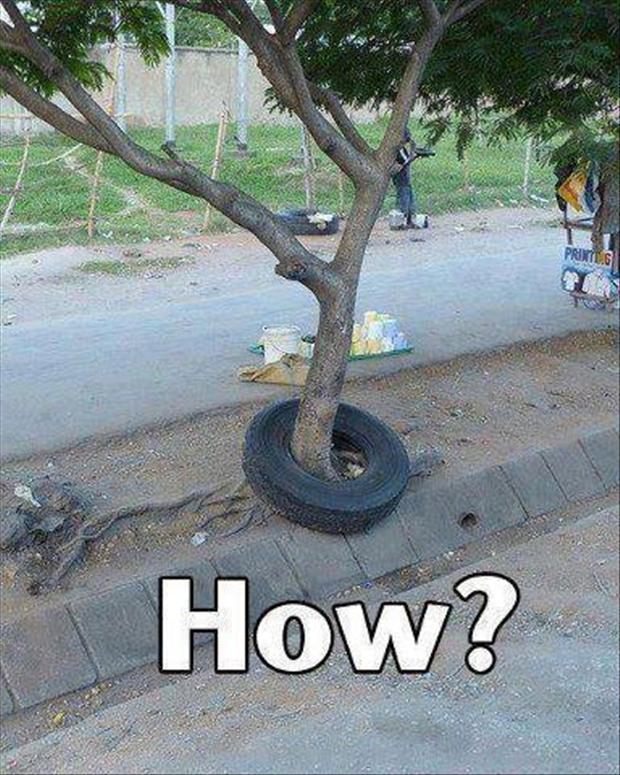 How Tree In Tyre Funny Wtf Picture For Whatsapp