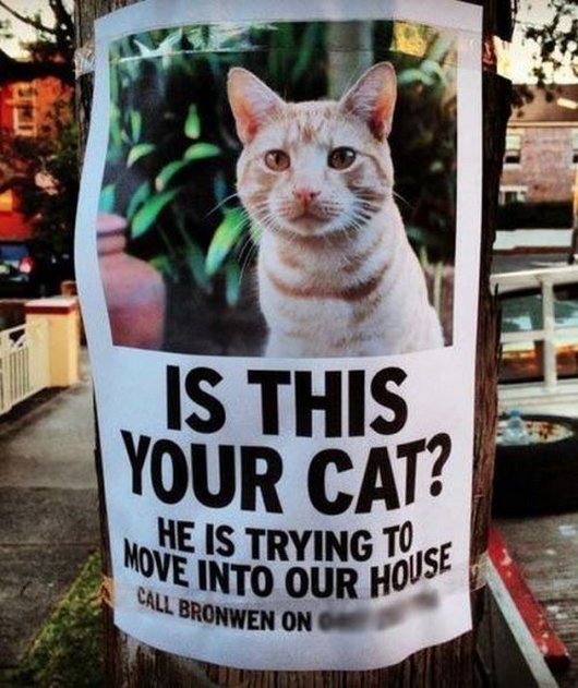 Is This Your Cat Funny Wtf Notice Image