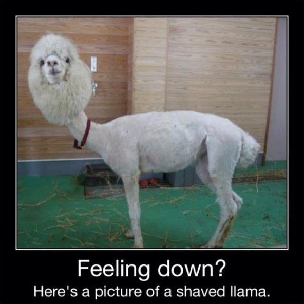 Llama Feeling Down Funny Wtf Image