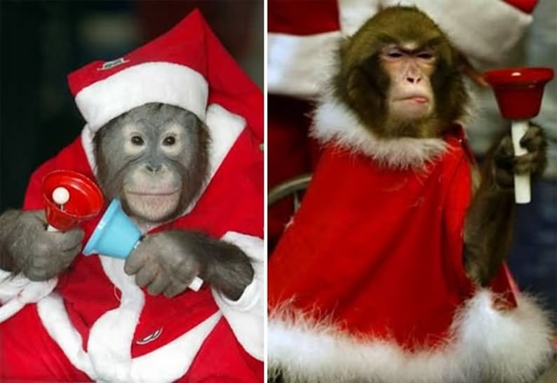 Monkeys In Santa Costume Funny Image
