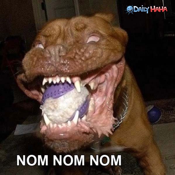 NOM NOM NOM Funny Dog Eating Ball