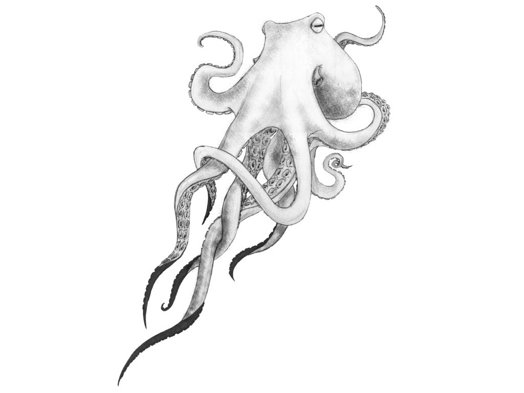 Nice Black And Grey Octopus Tattoo Design