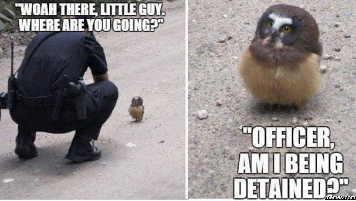 Owl Said Officer Am I Being Detained Funny Wtf Image