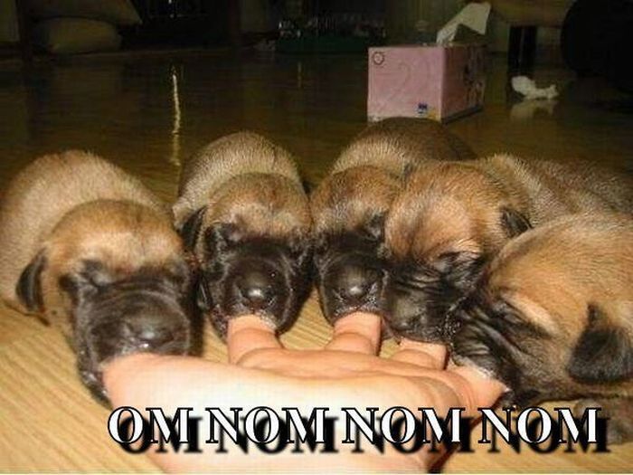 Puppies Eating Fingers Funny NOM NOM NOM Image