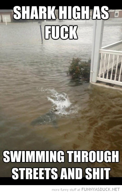 Shark High As Fuck Funny Picture For Facebook