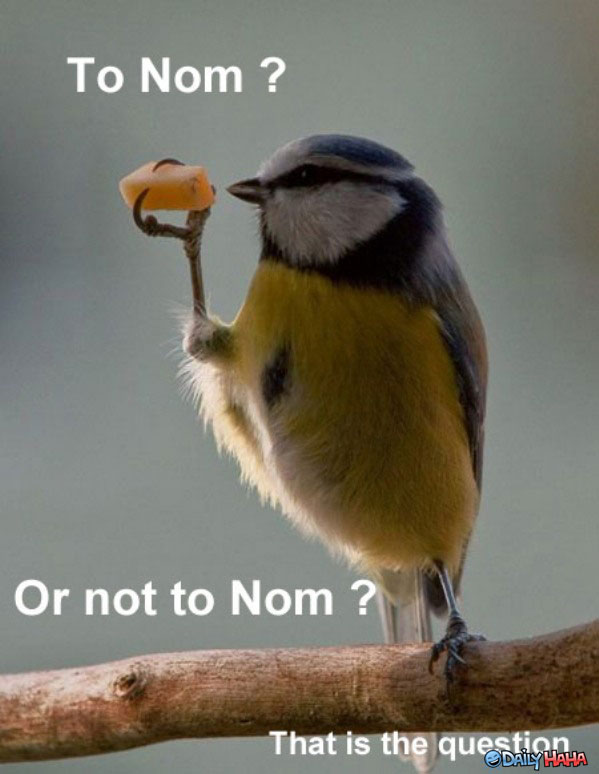 To Nom Or Not To Nom Funny Bird Picture