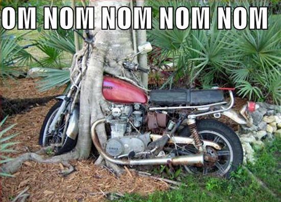 Tree Eating Bike Funny NOM NOM NOM Image