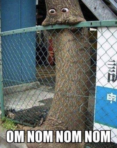 Tree Eating Wire Fencing Funny Picture