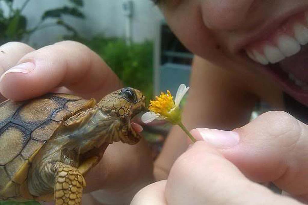 Turtle Eating Flower Funny NOM NOM NOM Picture