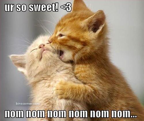 Ur So Sweet Funny NOM NOM NOM Cats Image