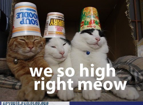 We So High Right Meow Funny Cats Picture