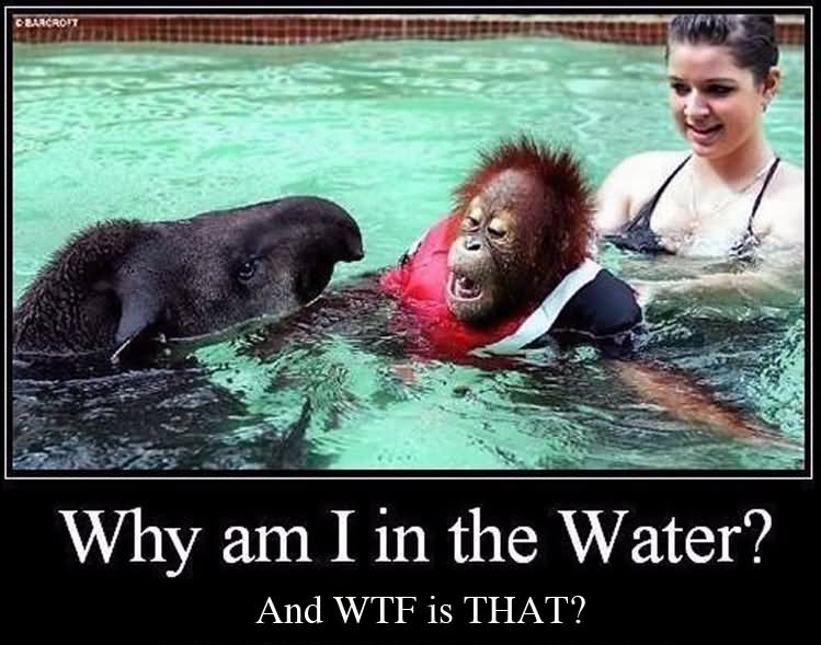 Why Am I In The Water Funny Wtf Chimpanzee Image