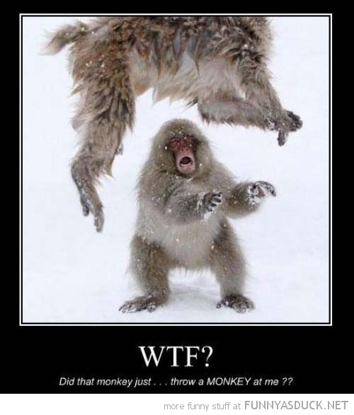 Wtf Funny Monkey Picture