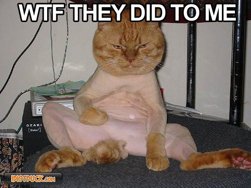 Wtf They Did To Me Funny Cat Picture