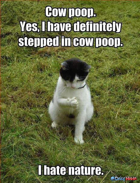 Cow Poop Yes I Have Definitely Stepped In Cow Poop I Hate Nature Funny Cat Image
