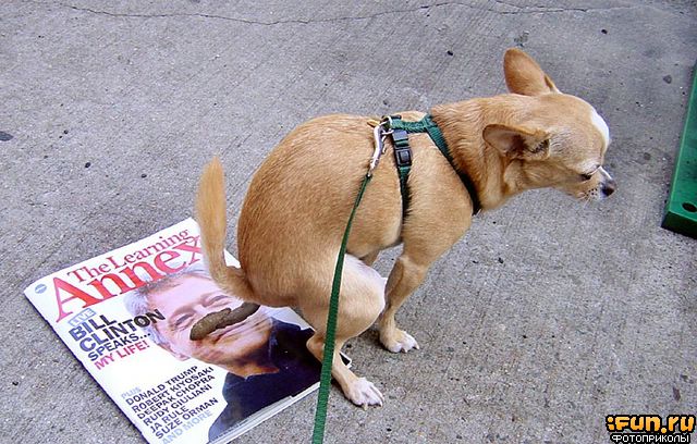 Dog Poops On Bill Clinton Magazine Funny Picture
