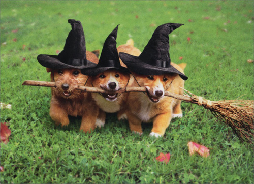 Dogs With Witches With Broom Funny Image