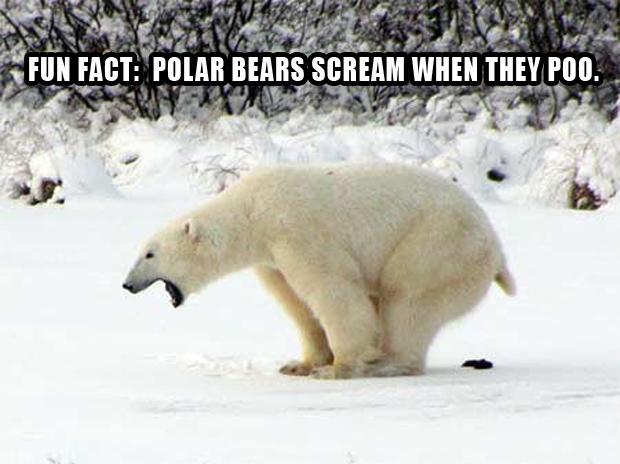 Fun Fact About Polar Bears Scream When They Poop Funny Picture