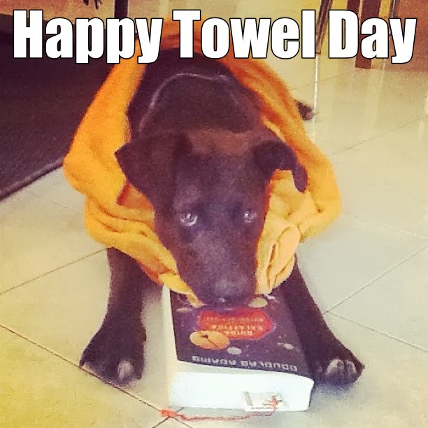 Happy Towel Day Dog With Towel Picture