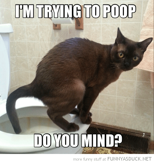 I-Am-Trying-To-Poop-Funny-Cat-Picture.pn